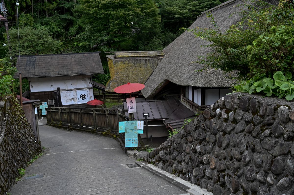 レンゲショウマ・御岳山